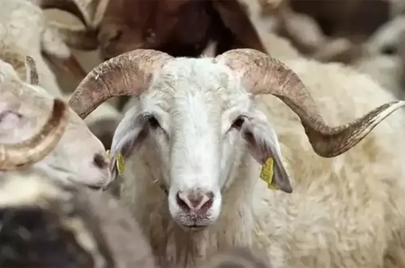 Small Bovine Sacrifice